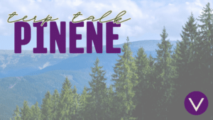 pine trees, terp talk, pinene